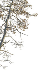 Pseudolarix amabilis Tree corner cutout png transparent isolate