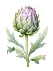Fototapeta premium Watercolor Artichoke Flower Illustration: Fresh Green Plant with Bud on Stem, Isolated on White Background