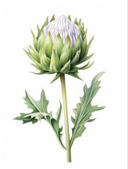 Fototapeta premium Watercolor Artichoke Flower Illustration with Bud on Stem. Fresh and Isolated Plant Vegetable on White Background