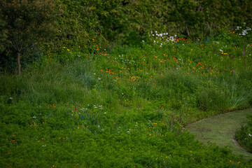 Poppies blooming on the pathway