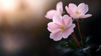 Fototapeta premium Soft pink flowers blossom beautifully against a blurred backdrop, capturing the essence of nature’s delicate artistry and the tranquility of a serene environment.