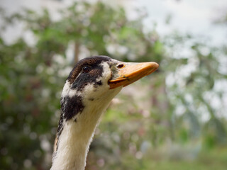 Free range duck on a farm.