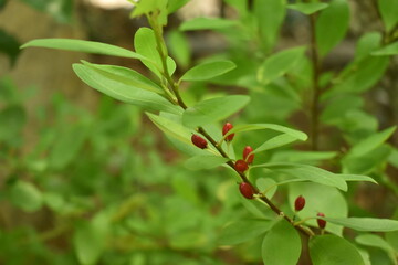 Leaves of coca plant or Erythroxylum novogranatense

