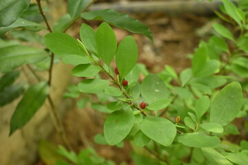 Leaves of coca plant or Erythroxylum novogranatense
