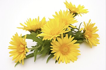 Yellow Bloom of Grindelia Squarrosa. Close-up of Sticky Wax Flower, Wild Plant Herb Isolated on White Background