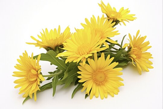 Yellow Bloom of Grindelia Squarrosa. Close-up of Sticky Wax Flower, Wild Plant Herb Isolated on White Background