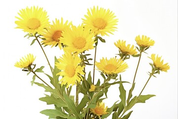 Fototapeta premium Yellow Blooming Grindelia Flower, Isolated on White Background - A Close-up of Sticky and Waxy Wild Plant Herb, Grindelia Squarrosa