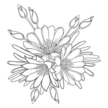 Bunch with outline Bitterroot or Lewisia rediviva flower and leaves in black isolated on white background.