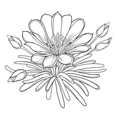 Bunch with outline Bitterroot or Lewisia rediviva flower and leaves in black isolated on white background.  