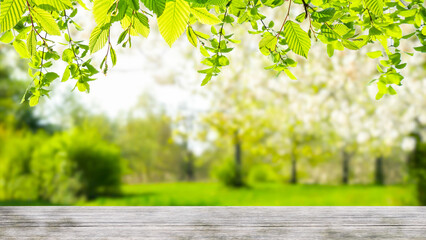 border of fresh green tree leaves on blurred sunny park landscape in spring, springtime nature background with product display on wooden table
