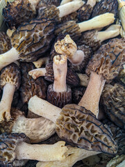 A close-up pile of intricate and textured Morel Mushrooms