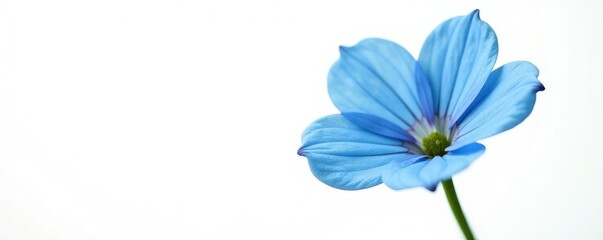 Naklejka premium Delicate forget me not blue flower isolated on white background, blue, delicate
