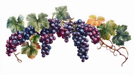 A fresh bunch of grapes, clean white background, transparent isolate
