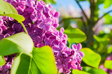 Spring lilac flowers, spring flower background with bright pink lilac blooming in the spring garden. Selective focus at the central flowers