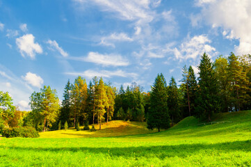 Forest spring landscape scene - dense forest trees in the valley in sunny spring weather. Panorama of forest spring nature