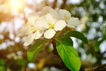 Spring flowers of blooming apple tree. Natural spring flower landscape, spring apple tree in blossom lit by soft spring sunshine