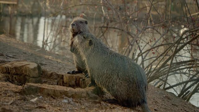 Two playful nutria enjoy their time near the water's edge, engaging in friendly antics and showcasing their energetic nature. This charming display highlights their social behavior and affection.