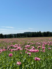 moonflower field