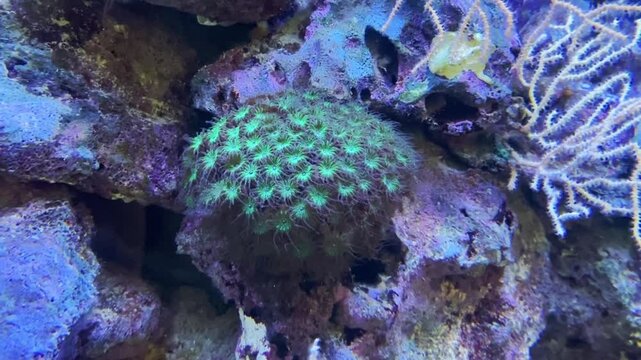 Green plant with white spots sits on a rock in a tank. The plant is surrounded by other plants and rocks, creating a natural and peaceful environment