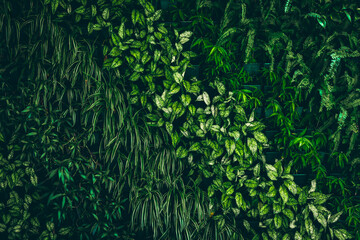 Lush vertical garden with diverse green foliage in a natural urban setting