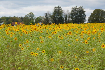 Obraz premium Sonnenblumenfeld