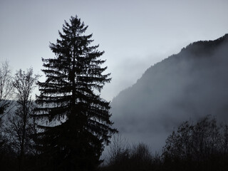 Towering evergreen tree rising through misty mountain landscape, emblematic of alpine wilderness near chamonix in late autumn