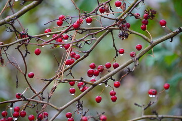 rote Herbstfrüchte am Zweig