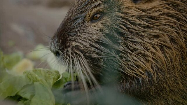 A nutria munches on a piece of cabbage at the farm. This vegetarian rodent showcases its strong teeth as it enjoys a healthy meal. The peaceful setting highlights the essence of farm life.