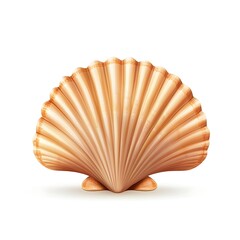 seashell isolated on white background