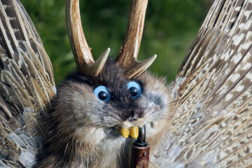 Wolpertinger/Raurackel - ein Sagenwesen aus Bayern und Österreich