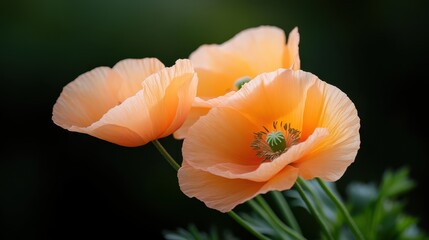 Fototapeta premium A striking composition of three peach poppies elegantly positioned against a dark background, creating a captivating contrast that highlights their intricate details and beauty.