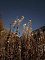 Tall, dried grass silhouetted against azure mountain landscape, revealing late autumn tranquility...