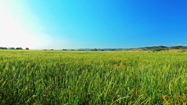 wheat green field valey