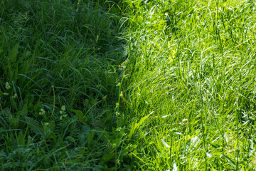 green grass background