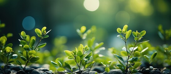 Fresh Green Leaves with Blurred Background and Soft Light Effects
