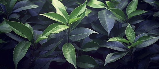 Lush Green Leaves with Natural Light in a Dim Environment