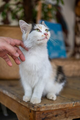 A hand caress the Thai cat