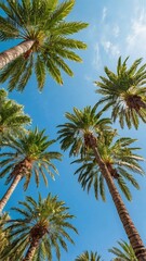 Bottom view of tropical palm trees leaves in blue sky background Natural exotic photo frame Leaves on the branches of coconut palm trees against the blue sky in sunny summer day Phuket island Thailand