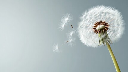 This image captures dandelion seeds gently dispersing into the air, symbolizing the fleeting nature of life, dreams, and the beauty of letting go in nature's cycle.