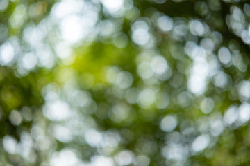 Obraz premium Blurred image bokeh of trees in the forest with natural landscape