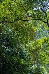 View of sunlight through the trees in the forest with natural landscape