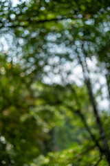 Blurred image bokeh of trees in the forest with natural landscape