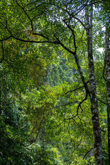 View of sunlight through the trees in the forest with natural landscape