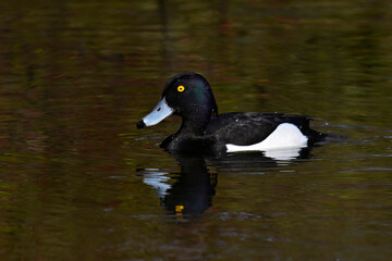 Reiherente - Männchen // Tufted duck - male (Aythya fuligula)