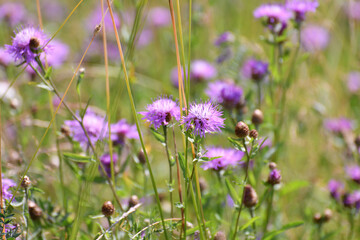 Fototapeta premium Fragment of a wild meadow with blooming cornflower