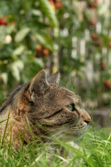 Tabby cat lying in grass in front of tomato plants