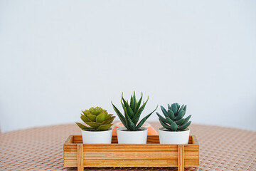 Minimalist table with a small potted cactus.
