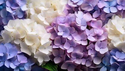 Fototapeta premium Hydrangea flowers closeup, Vanille Fraise purple white blooms as background