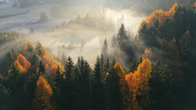 Aerial morning shot of autumn orange trees with fog. Sunrays break through the trees. Golden autumn fog blankets a serene forest at dawn in picturesque landscape