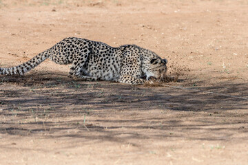 cheetah seizing the bait at Conservation facility, near Otjiwarongo,  Namibia